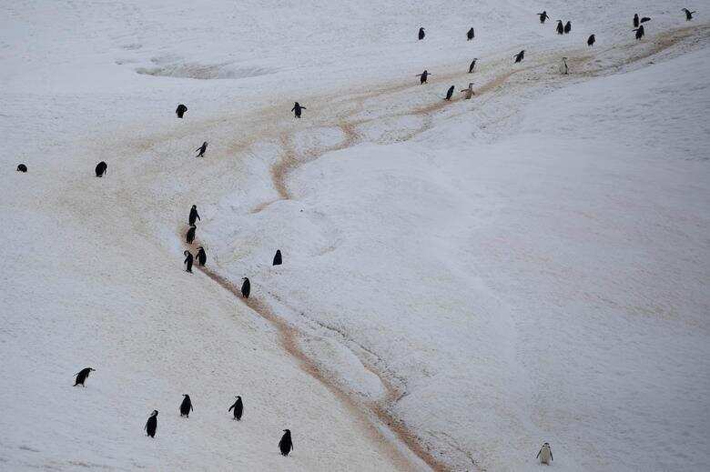 Colony of chinstrap penguins
