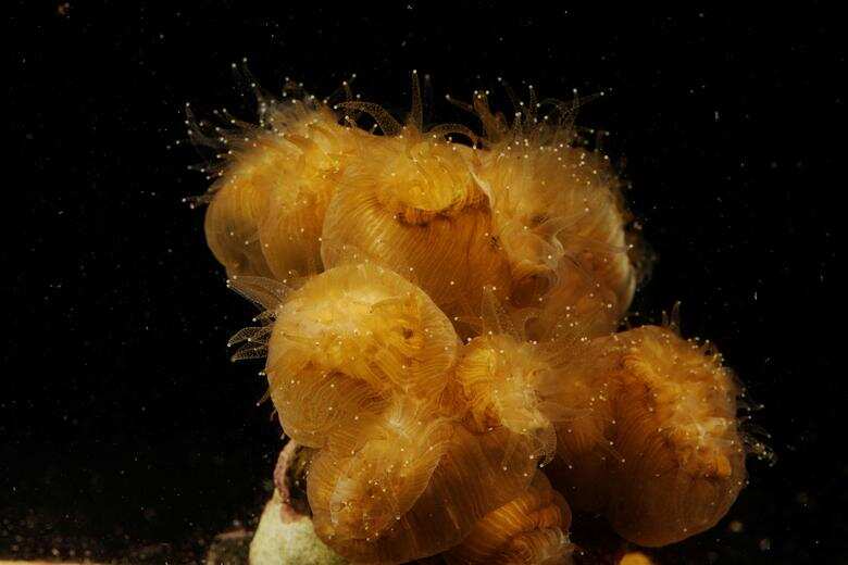 Eusmilia fastigiata