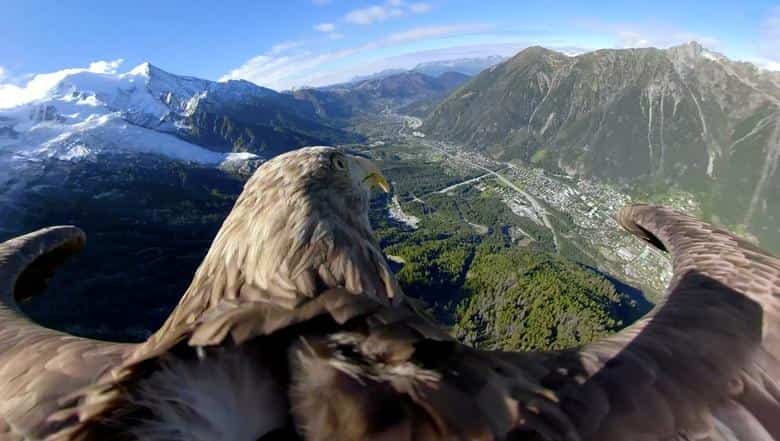 White-tailed eagle