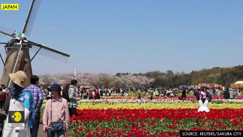 Japanese park cuts 100,000 tulips to avoid people gathering amid coronavirus crisis