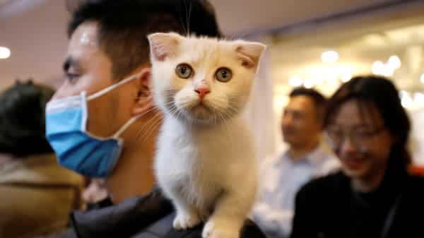 A company is beginning pilot testing of its coronavirus vaccine for cats A company is beginning pilot testing of its coronavirus vaccine for cats