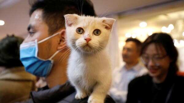Scientists find evidence of human-to-cat COVID-19 transmission