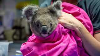 Koala bears wounded during Australian bushfires re-released into forests again