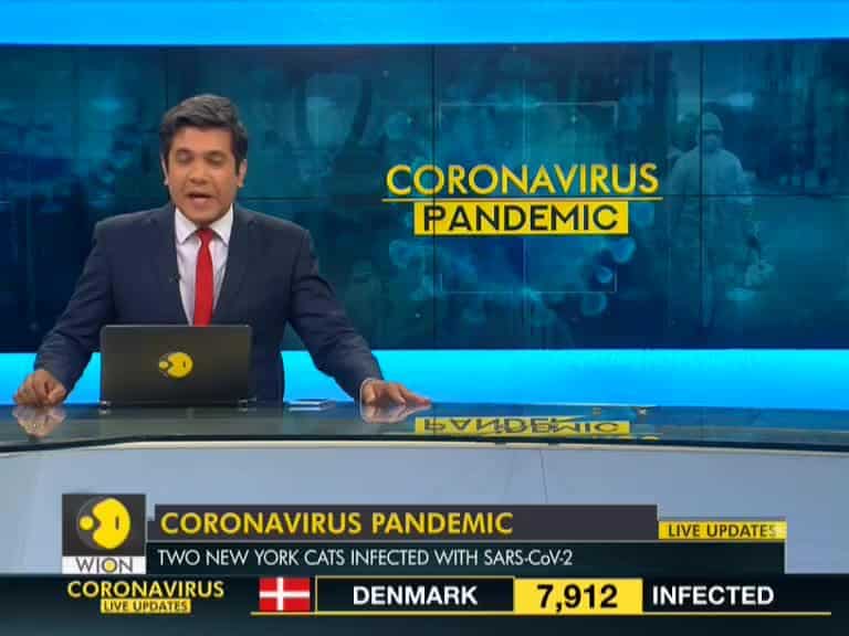 New York cats test positive for coronavirus: Infected cats to make full recovery