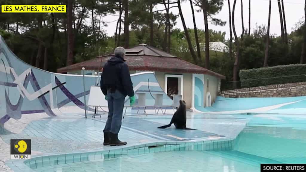 Seals, monkeys perform to empty crowds at French zoo amid virus crisis