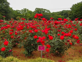 Flowers being chopped off in Japanese gardens to deter visitors