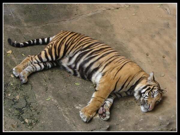 Tigress dies in Delhi zoo; sample sent for coronavirus testing