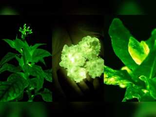 London Institute of Medical Sciences creates glowing plants!