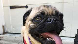 A pug, Winston, from North Carolina may be the first dog in US to test positive