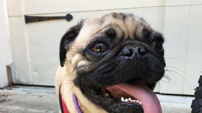 A pug, Winston, from North Carolina may be the first dog in US to test positive