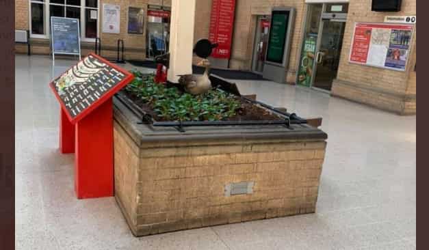 Mother goose sets up home in middle of quiet train station during coronavirus lockdown; wins internet