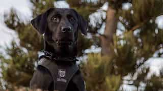 US: Dogs are being trained to 'sniff out' COVID-19 cases