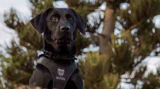 US: Dogs are being trained to 'sniff out' COVID-19 cases