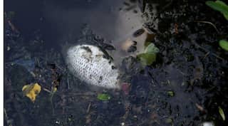Belgium and France in spat after finding tonnes of dead fish in river