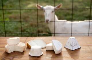 Goats and cheese test positive for coronavirus in Tanzania