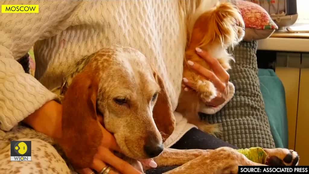 Abandoned pets find new homes in Moscow