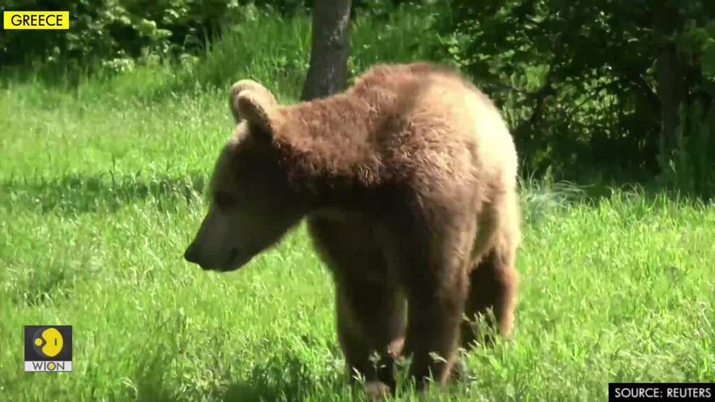 Young orphan bears released from sanctuary into the wild in Greece