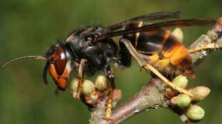 Murder hornets: New terror enters US amid coronavirus pandemic