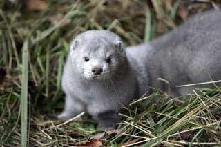 First case of coronavirus among wild mink reported in US