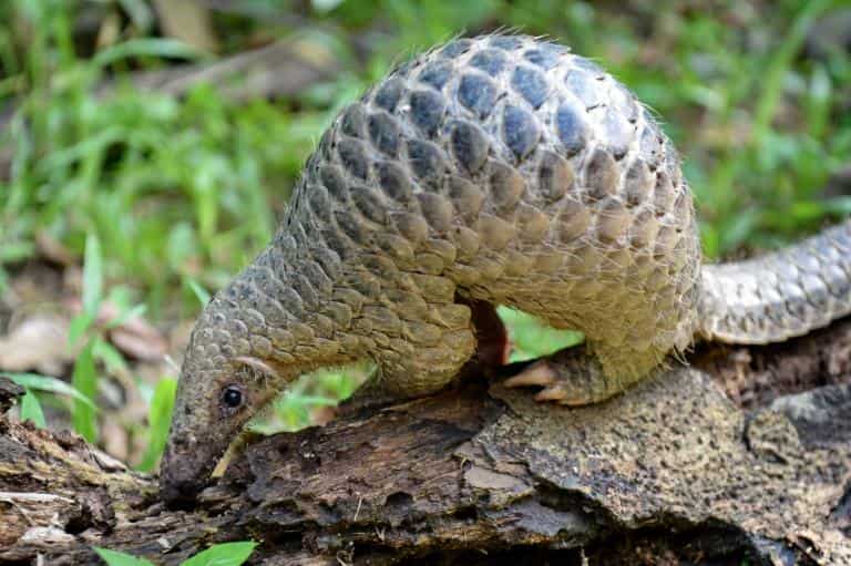 Pangolins, found to carry coronavirus strains, still being used in China