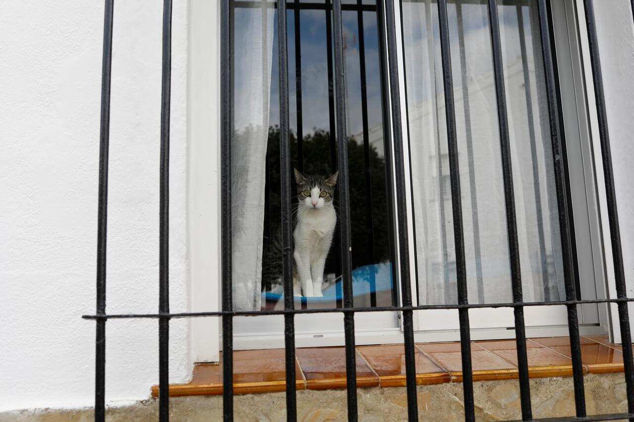 Cat tests positive for coronavirus in Spain Cat tests positive for coronavirus in Spain