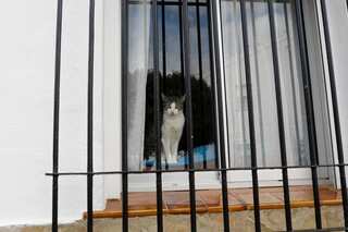 Cat tests positive for coronavirus in Spain