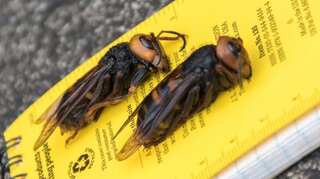 Now, US prepares to fight another war against giant killer hornets