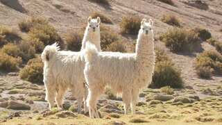 Llama antibodies can help in treating coronavirus: Study