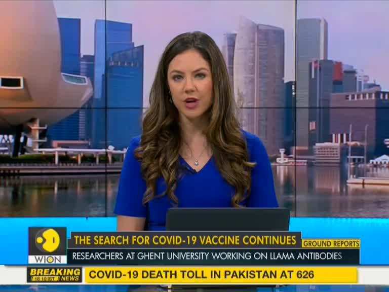 Llama antibodies could help fight COVID-19 | Coronavirus Cure | World News