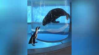 Aquarium in Tokyo finds innovative way to keep animal-lovers entertained amid coronavirus pandemic