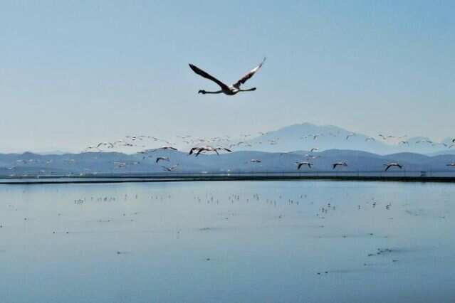 Flamingos flock to crowd-free Albania lagoon Flamingos flock to crowd-free Albania lagoon