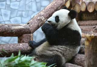 Canada zoo is sending two pandas back to China because it can't get enough bamboo to feed them