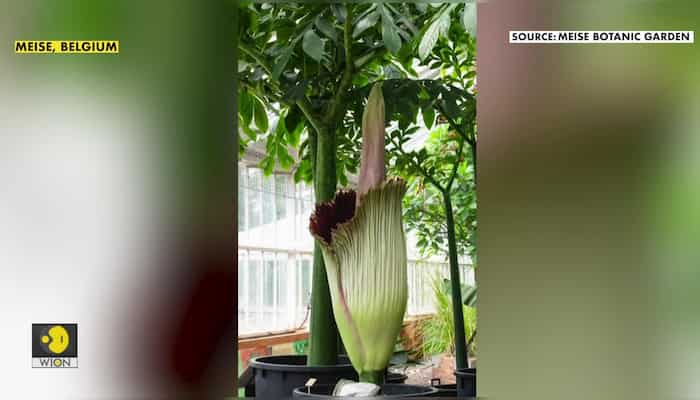 World's largest flower blooms in Belgium