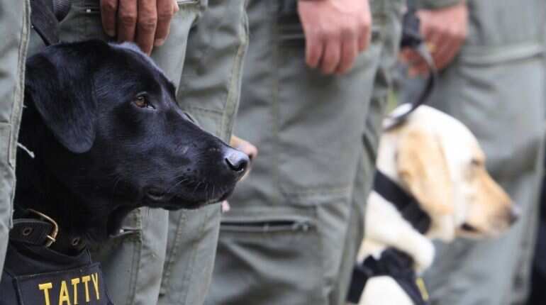 Dogs are man's oldest best friends, DNA study reveals