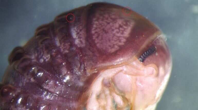 American biologist discovers a new parasitic fungus, names it after Twitter American biologist discovers a new parasitic fungus, names it after Twitter