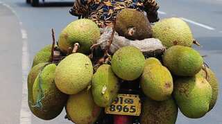 'Unwanted' jackfruit witnesses surge in demand as meat substitute