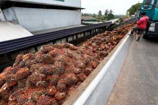 India resumes purchase of Malaysian palm oil