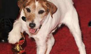 Terrier Uggie from 'The Artist' crowned best Cannes movie mutt