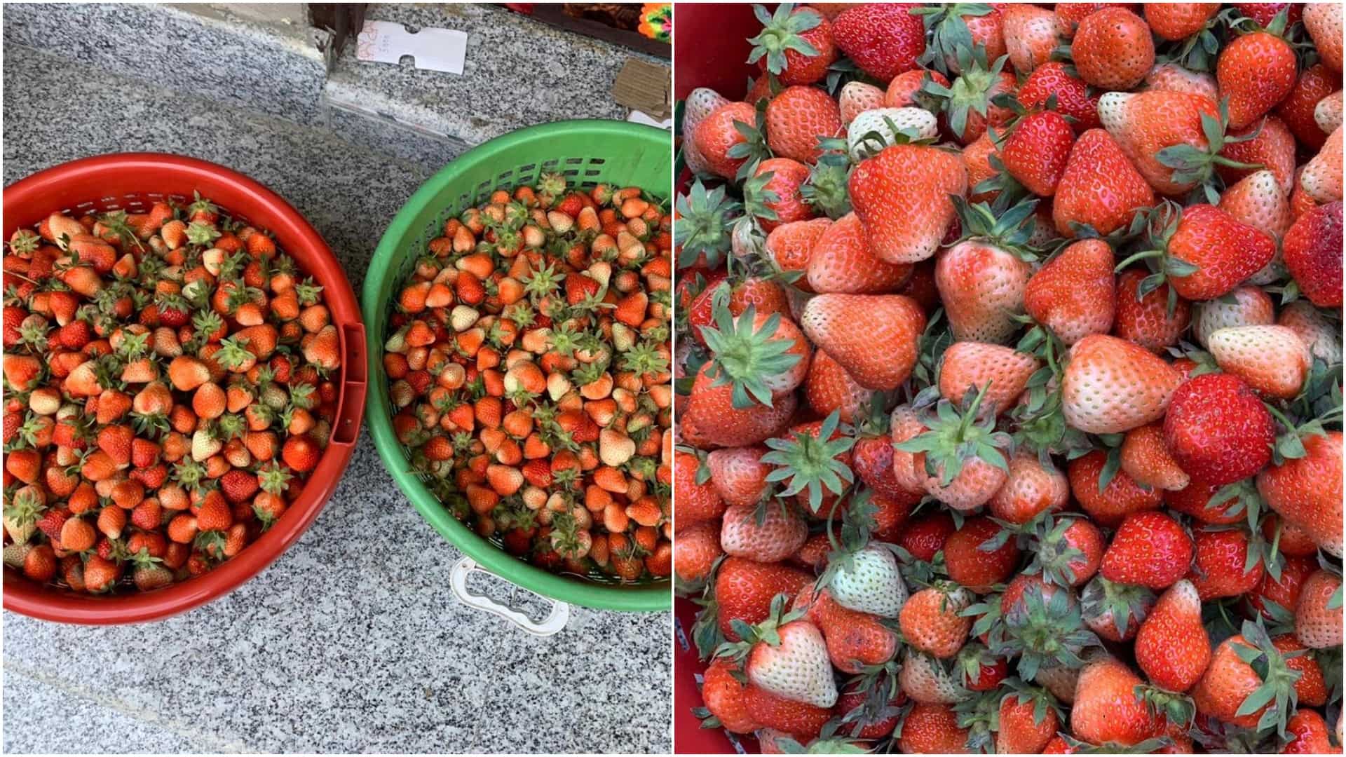 Coronavirus lockdown looms over strawberry boom in Kashmir Coronavirus lockdown looms over strawberry boom in Kashmir