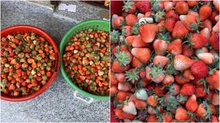 Coronavirus lockdown looms over strawberry boom in Kashmir