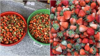 Coronavirus lockdown looms over strawberry boom in Kashmir