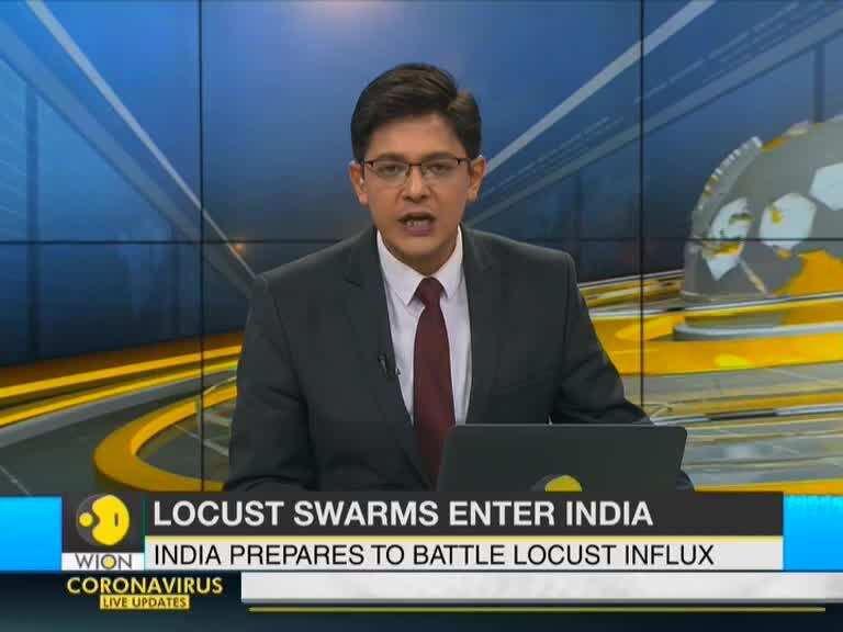 India prepares to battle locust influx, invades Rajasthan & Madhya Pradesh