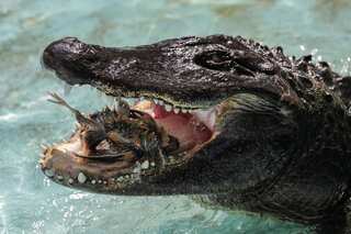 Adolf Hitler's 'rumoured' alligator dies in Moscow