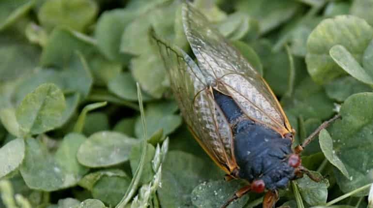 'Trillions' of cicadas to emerge after spending nearly 2 decades underground