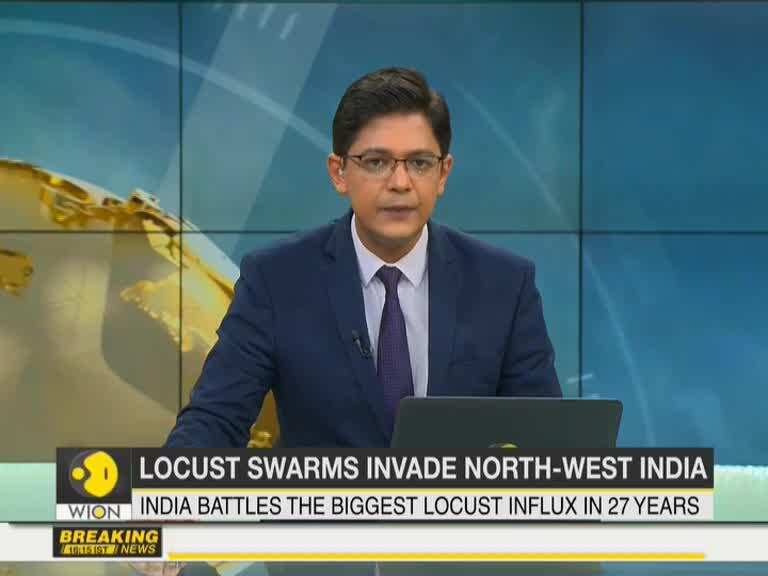 Desert Locust attack threaten India's food security