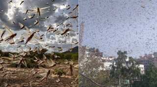 Indian authorities help farmers to fight desert locusts; drones used