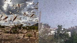 Now, Locusts attack India's agriculture amid coronavirus pandemic