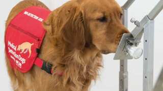 Dogs can detect COVID-19 among humans in less than a second, UK study finds