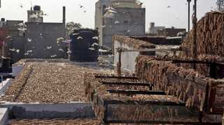 Another locust attack likely in a few weeks: Officials