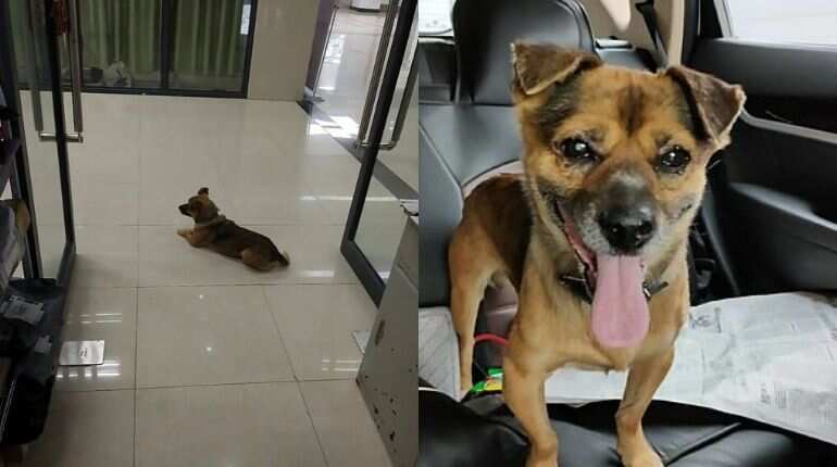 A dog in Wuhan waited for his owner for months unaware of his death A dog in Wuhan waited for his owner for months unaware of his death